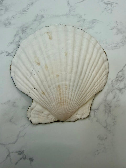 Back of a white clam shell.