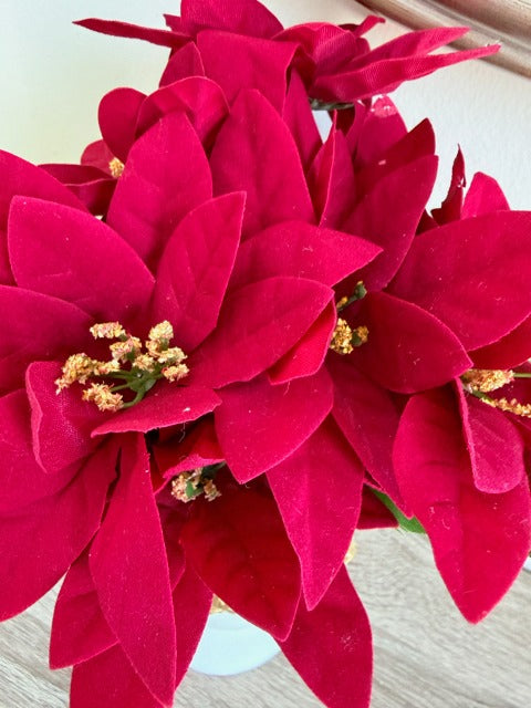 Close-up of bright red poinsettia flowers on a light background